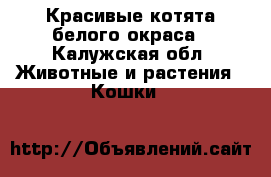 Красивые котята белого окраса - Калужская обл. Животные и растения » Кошки   